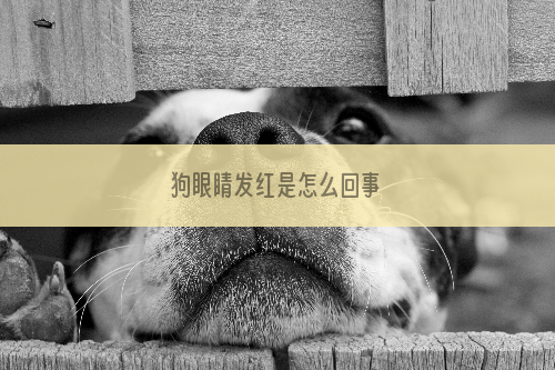 狗眼睛发红是怎么回事