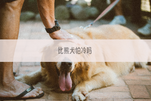 比熊犬怕冷吗