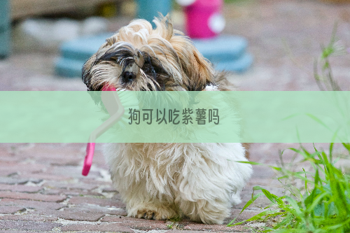 狗可以吃紫薯吗