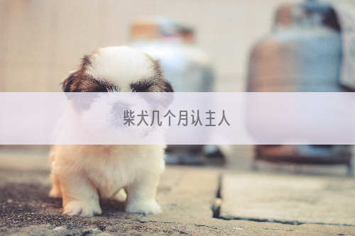 柴犬几个月认主人