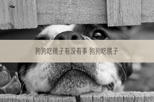 狗狗吃桃子有没有事 狗狗吃桃子会怎么样