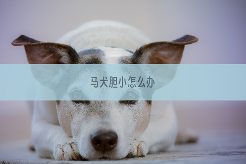 马犬胆小怎么办