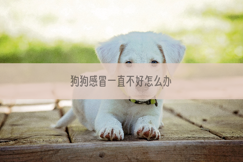 狗狗感冒一直不好怎么办