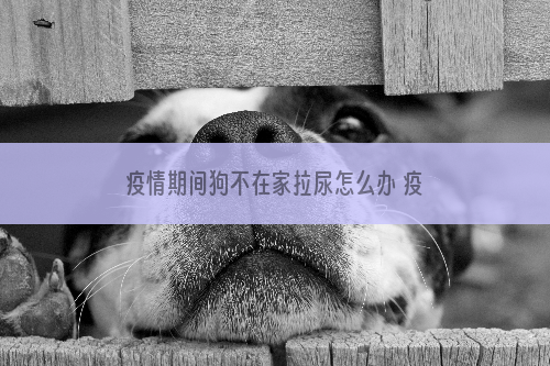 疫情期间狗不在家拉尿怎么办 疫情期间狗不在家拉尿