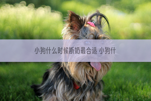 小狗什么时候断奶最合适 小狗什么时候断奶最好