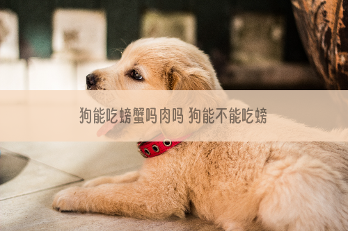 狗能吃螃蟹吗肉吗 狗能不能吃螃蟹吗