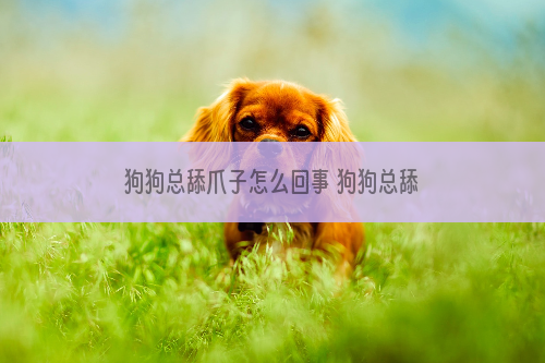 狗狗总舔爪子怎么回事 狗狗总舔爪子