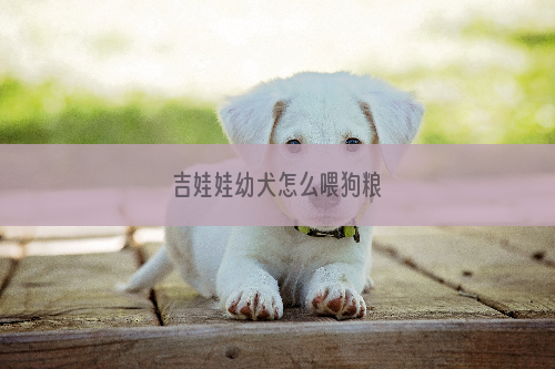 吉娃娃幼犬怎么喂狗粮