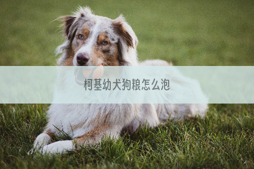 柯基幼犬狗粮怎么泡