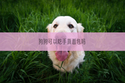 狗狗可以吃手撕面包吗