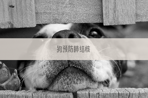 狗预防肺结核