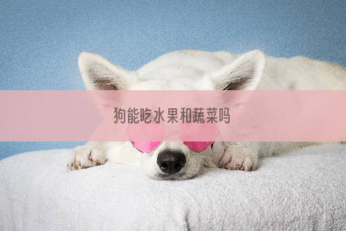 狗能吃水果和蔬菜吗