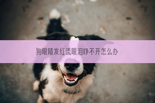 狗眼睛发红流眼泪睁不开怎么办