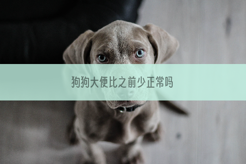 狗狗大便比之前少正常吗