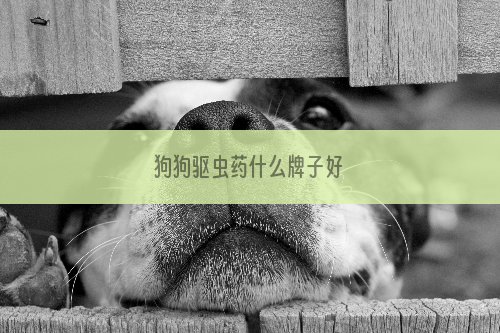 狗狗驱虫药什么牌子好