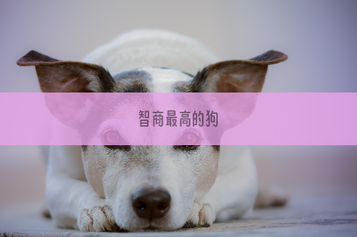 智商最高的狗