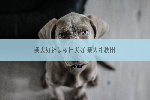 柴犬好还是秋田犬好 柴犬和秋田犬的个性分析_中学用学生书法当校牌两周一换