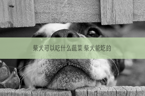 柴犬可以吃什么蔬菜 柴犬能吃的蔬菜有很多