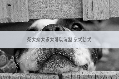 柴犬幼犬多大可以洗澡 柴犬幼犬洗澡要注意一下几点_中学用学生书法当校牌两周一换