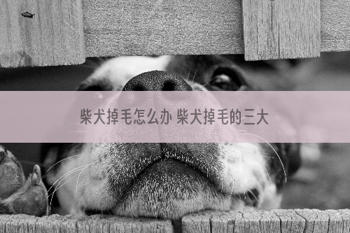 柴犬掉毛怎么办 柴犬掉毛的三大原因_2021南平中小学寒假放假时间公布