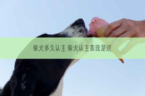 柴犬多久认主 柴犬认主表现是这样