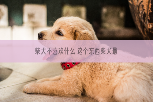 柴犬不喜欢什么 这个东西柴犬最讨厌