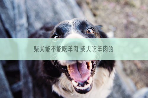 柴犬能不能吃羊肉 柴犬吃羊肉的好处有哪些_股票投资,2021年股票投资方向