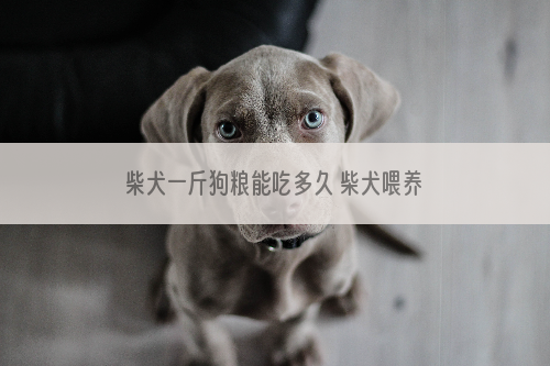 柴犬一斤狗粮能吃多久 柴犬喂养不当会出现哪些后果_股票投资,2021年股票投资方向