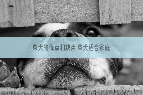 柴犬的优点和缺点 柴犬适合家庭饲养吗