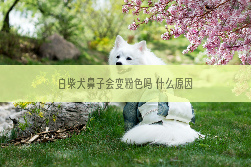 白柴犬鼻子会变粉色吗 什么原因会造成白柴犬鼻子变粉色