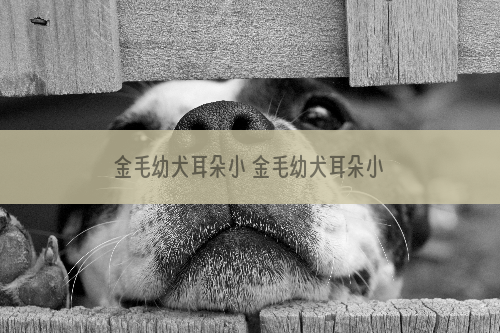 金毛幼犬耳朵小 金毛幼犬耳朵小是怎么回事_2021南平中小学寒假放假时间公布
