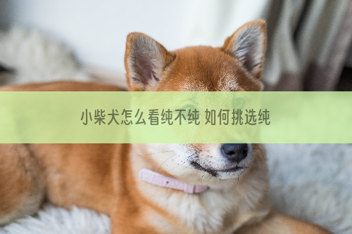 小柴犬怎么看纯不纯 如何挑选纯种的柴犬_中学用学生书法当校牌两周一换