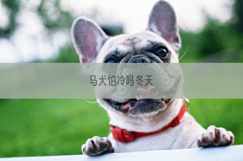 马犬怕冷吗冬天