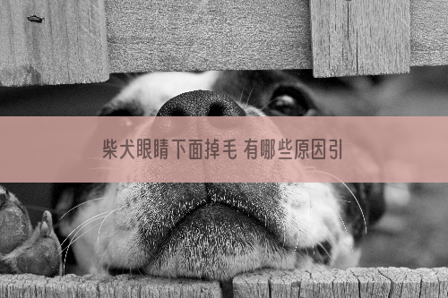 柴犬眼睛下面掉毛 有哪些原因引起柴犬掉毛