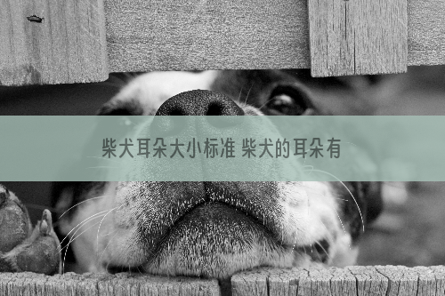 柴犬耳朵大小标准 柴犬的耳朵有哪些特点