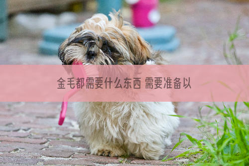 金毛都需要什么东西 需要准备以下几种最基本的东西_柴犬咬,防止,怎么办,简单,可以