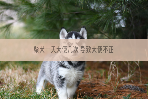 柴犬一天大便几次 导致大便不正常的有哪些原因呢