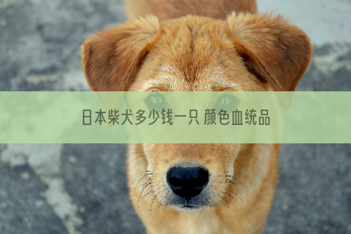 日本柴犬多少钱一只 颜色血统品相的差距价格是不同的