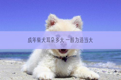 成年柴犬耳朵多大 一般为适当大小的三角形_中学用学生书法当校牌两周一换