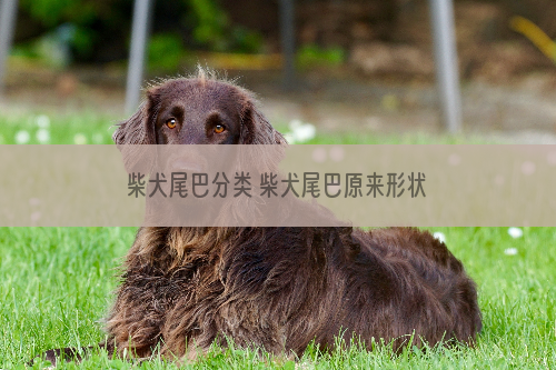 柴犬尾巴分类 柴犬尾巴原来形状这么多