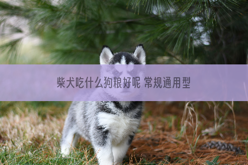 柴犬吃什么狗粮好呢 常规通用型狗粮即可_柴犬咬,防止,怎么办,简单,可以