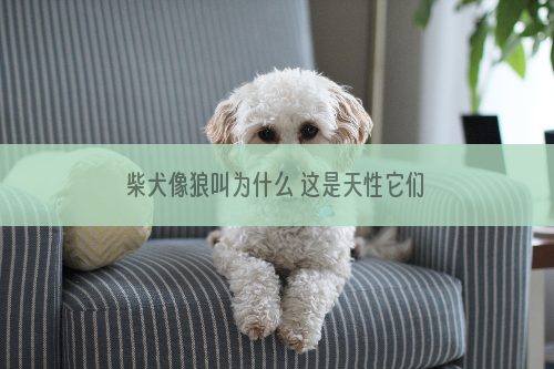 柴犬像狼叫为什么 这是天性它们的祖先是狼