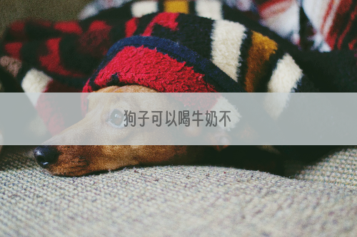 狗子可以喝牛奶不