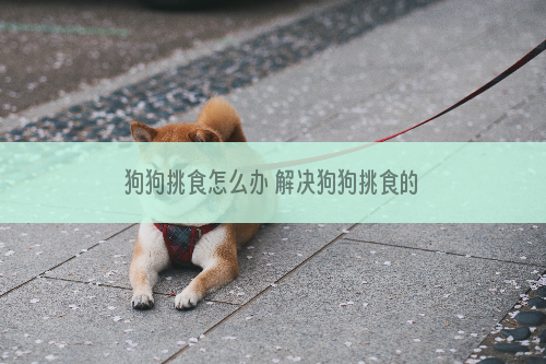 狗狗挑食怎么办 解决狗狗挑食的根源及办法介绍_解析12星女怎么追