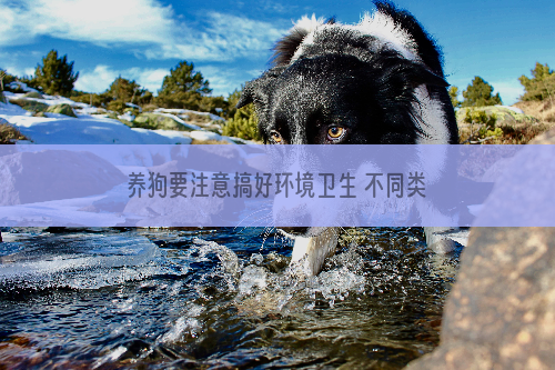 养狗要注意搞好环境卫生 不同类狗洗澡的方法