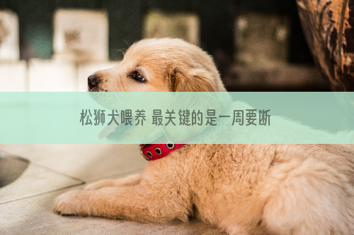 松狮犬喂养 最关键的是一周要断粮一天