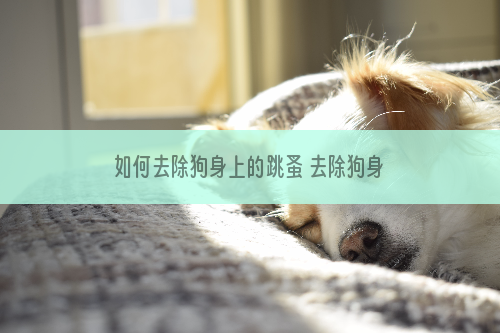 如何去除狗身上的跳蚤 去除狗身上的壁虱方法介绍_柴犬咬,防止,怎么办,简单,可以