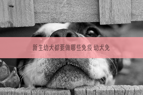 新生幼犬都要做哪些免疫 幼犬免疫最佳时间及注意事项_解析12星女怎么追