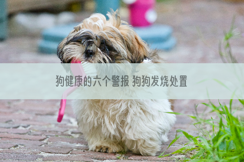 狗健康的六个警报 狗狗发烧处置详细方法_鼠绘教程, ps鼠绘, 鼠绘教程, 鼠绘