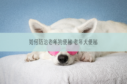 如何防治老年狗便秘 老年犬便秘的防治与治疗